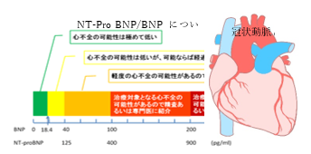 冠状動脈